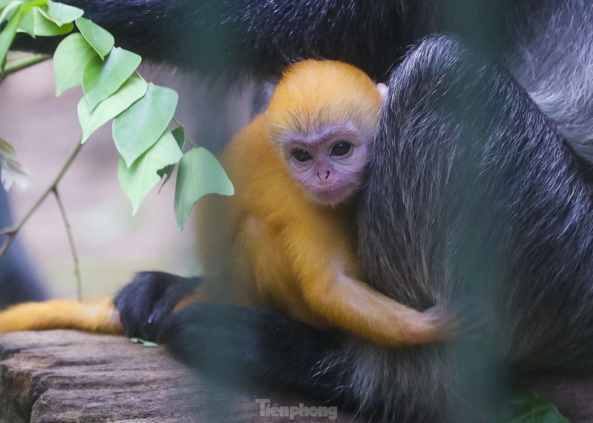 Chú khỉ con ở Thảo Cầm Viên có gì đặc biệt mà gây &quot;sốt&quot; mạng xã hội? - Ảnh 1.