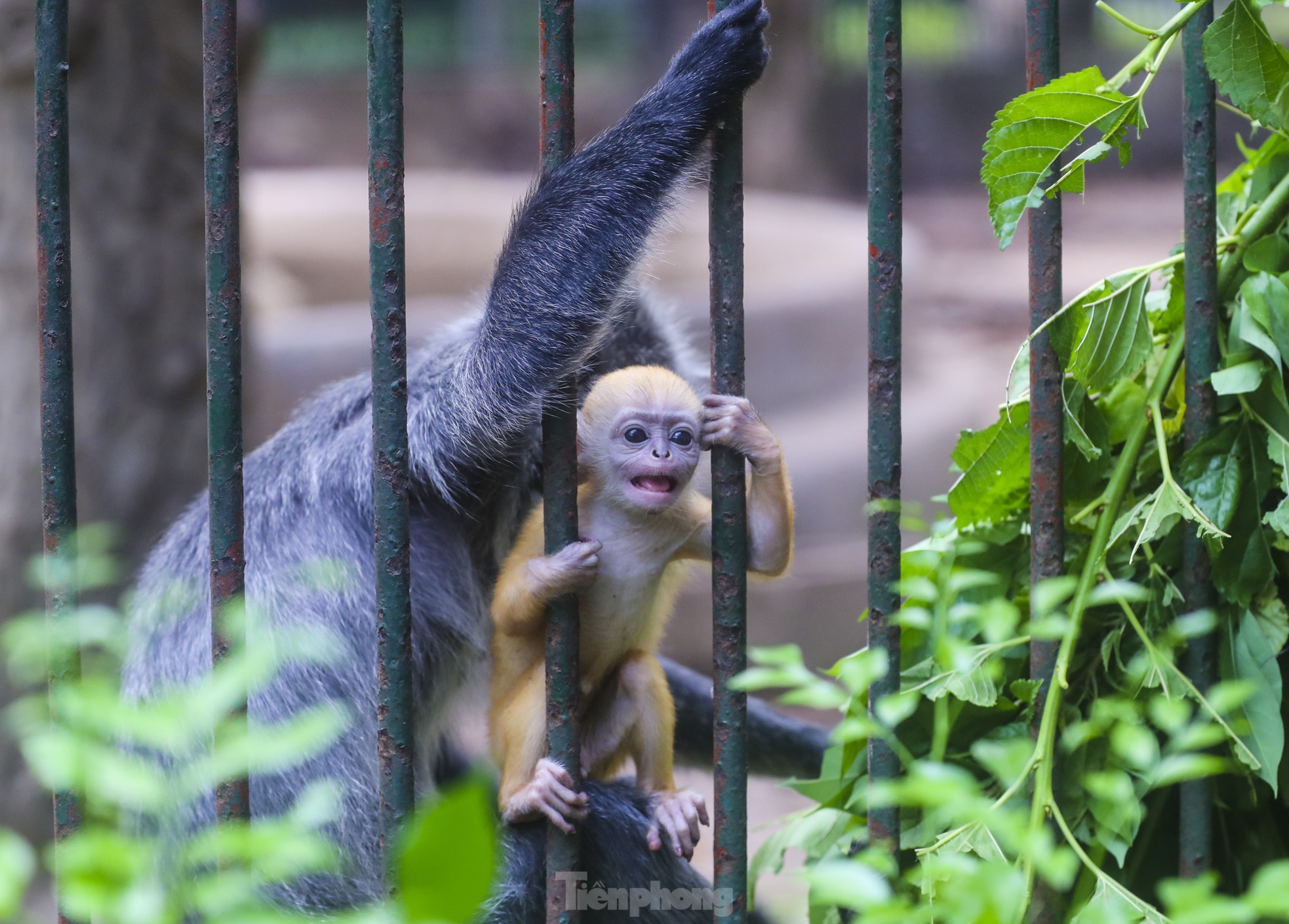 Chú khỉ con ở Thảo Cầm Viên có gì đặc biệt mà gây &quot;sốt&quot; mạng xã hội? - Ảnh 11.