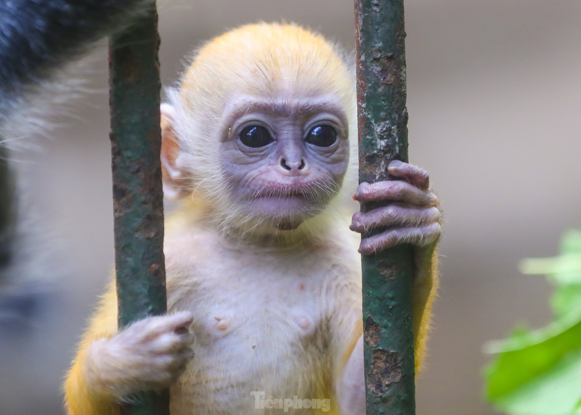 Chú khỉ con ở Thảo Cầm Viên có gì đặc biệt mà gây &quot;sốt&quot; mạng xã hội? - Ảnh 2.