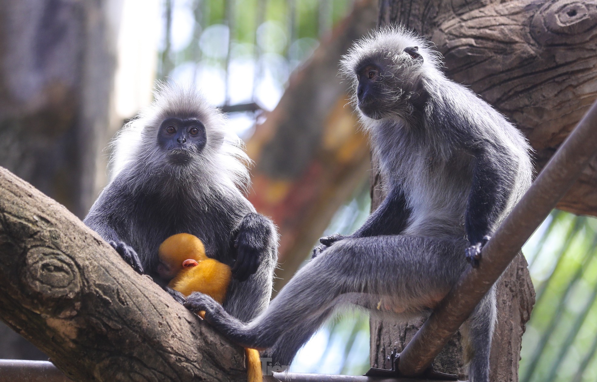 Chú khỉ con ở Thảo Cầm Viên có gì đặc biệt mà gây &quot;sốt&quot; mạng xã hội? - Ảnh 8.