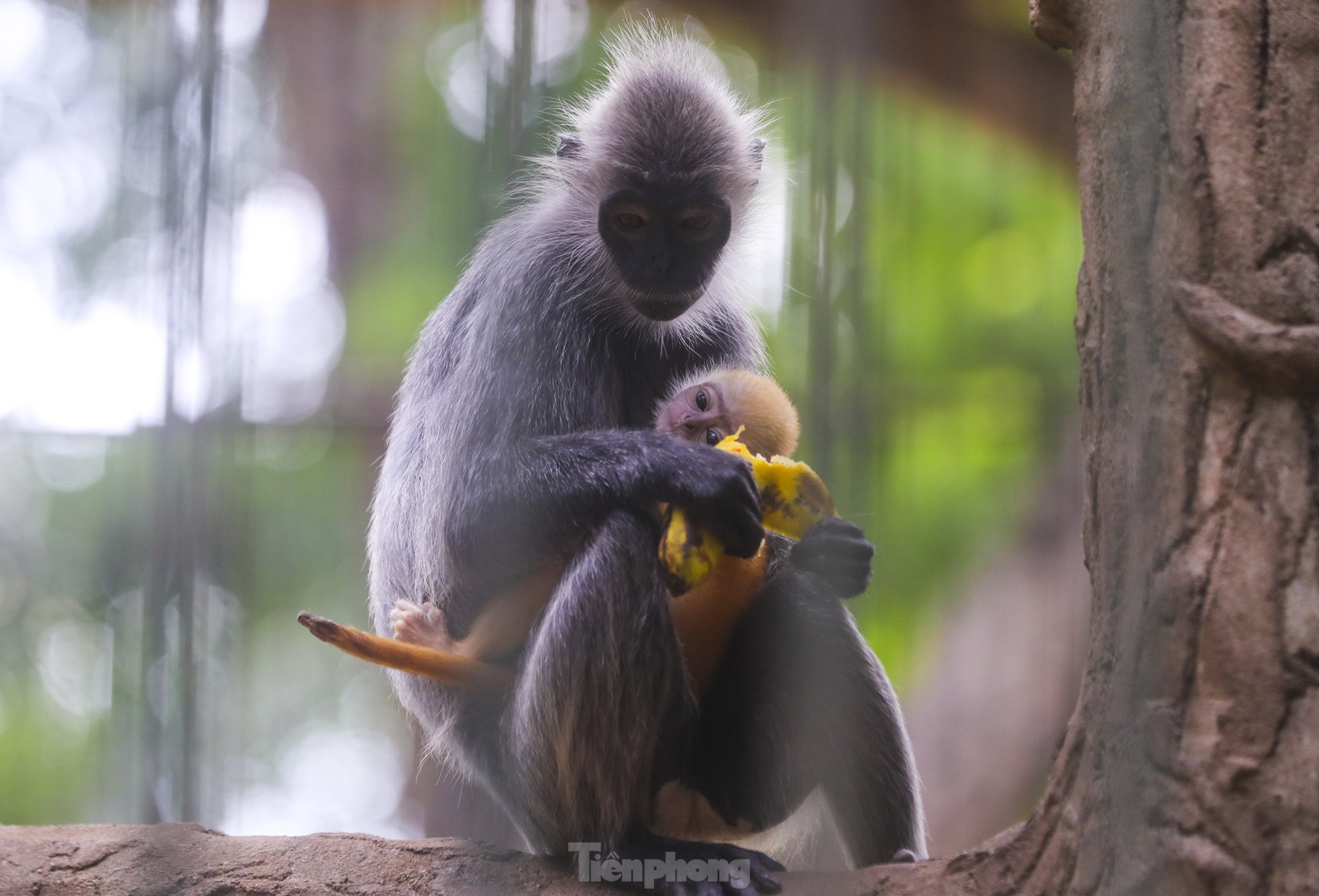 Chú khỉ con ở Thảo Cầm Viên có gì đặc biệt mà gây &quot;sốt&quot; mạng xã hội? - Ảnh 7.