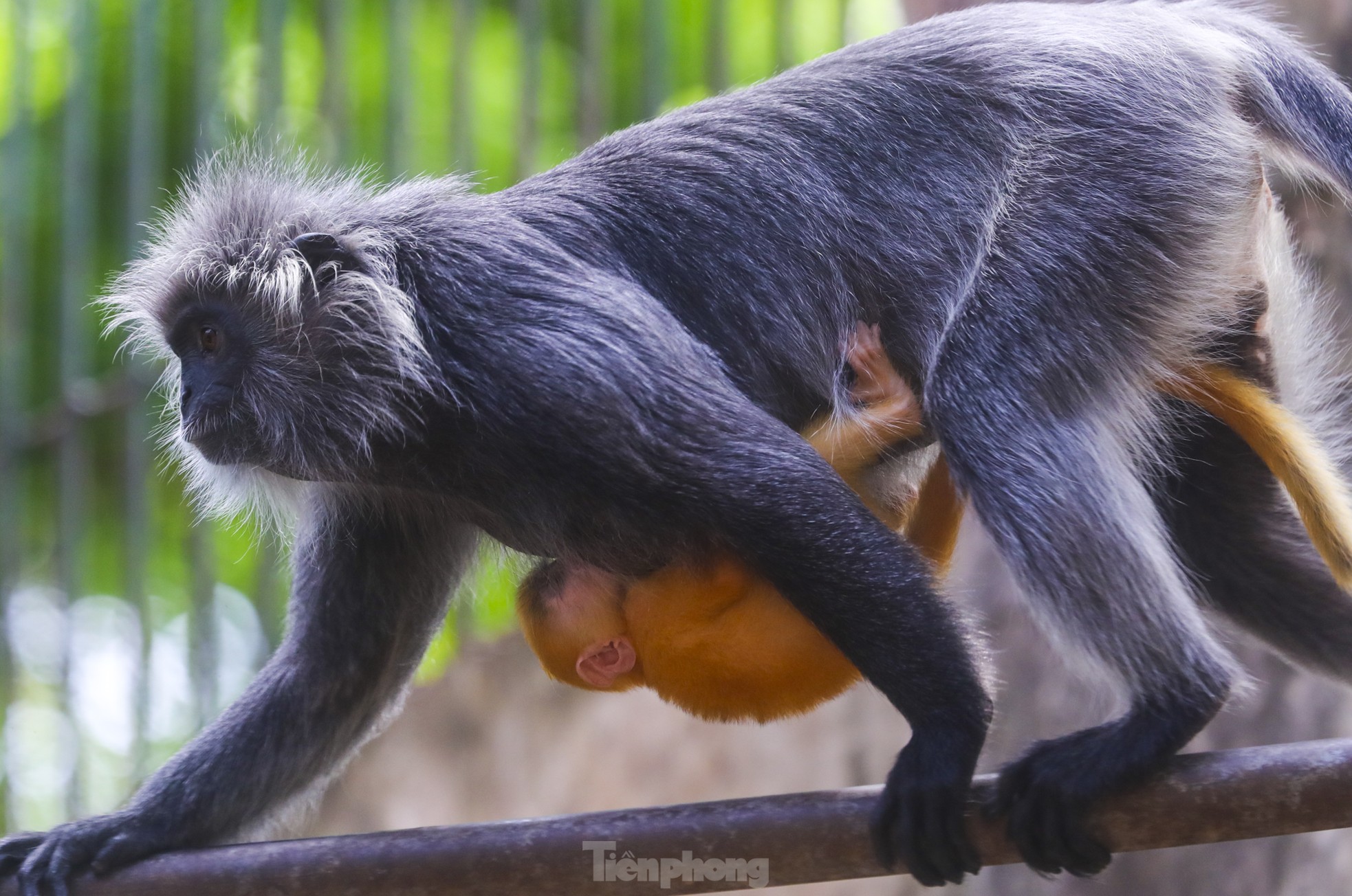 Chú khỉ con ở Thảo Cầm Viên có gì đặc biệt mà gây &quot;sốt&quot; mạng xã hội? - Ảnh 6.