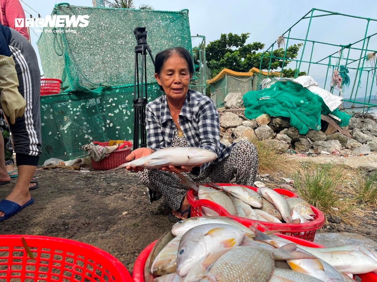 Hơn 60 tấn tôm hùm bị chết ở Phú Yên, người nuôi cay đắng bán giá 50.000 đồng/kg - Ảnh 9.