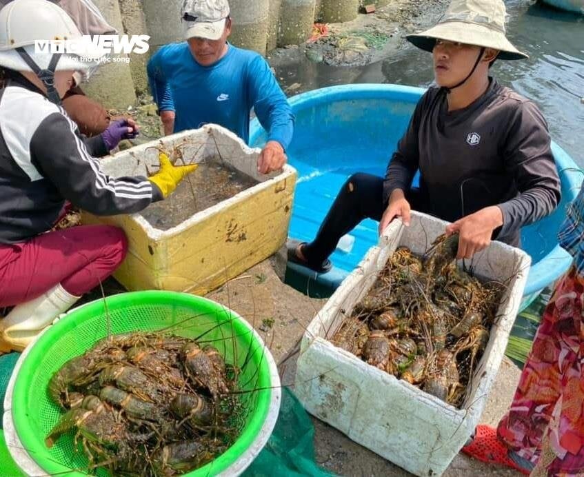 Hơn 60 tấn tôm hùm bị chết ở Phú Yên, người nuôi cay đắng bán giá 50.000 đồng/kg - Ảnh 12.