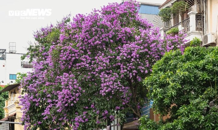 Hoa bằng lăng c&oacute; ăn được? - Ảnh 1.