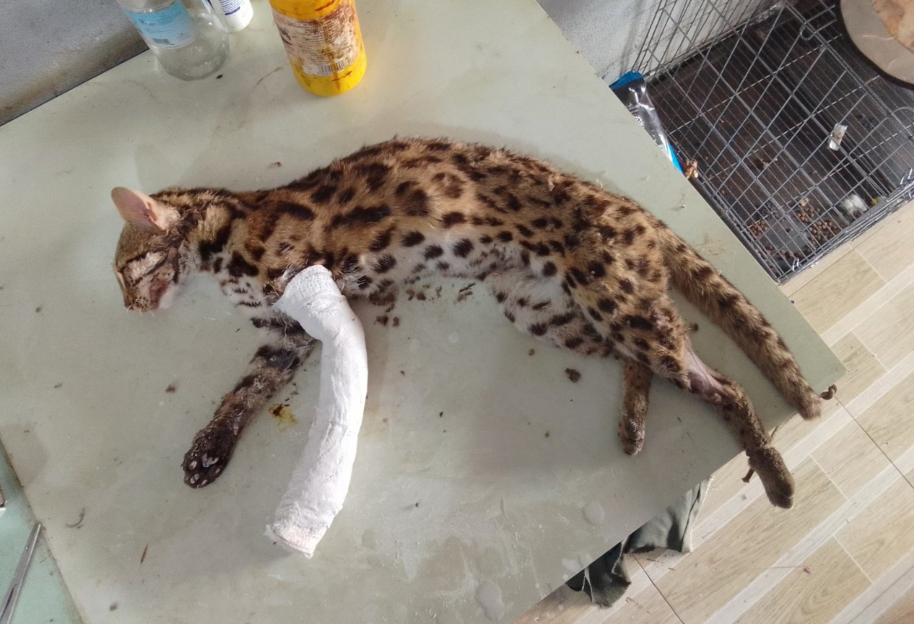 Bác sĩ thú y đi chợ phát hiện mèo báo quý hiếm mắc bẫy ở Bình Phước- Ảnh 1.