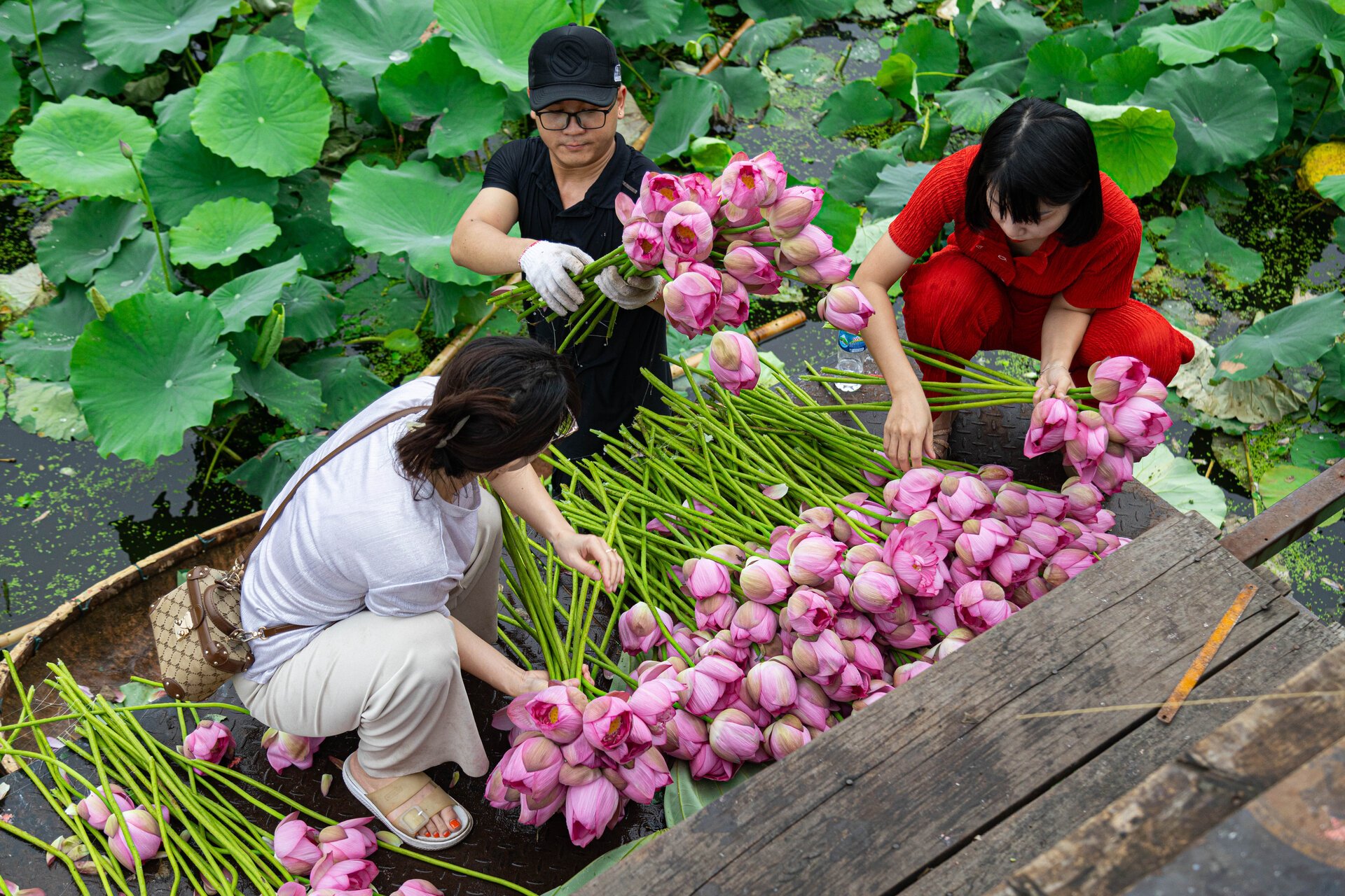 Người trồng sen hồ Tây tất bật thu hoạch, hái bao nhiêu cũng không đủ bán - Ảnh 5.