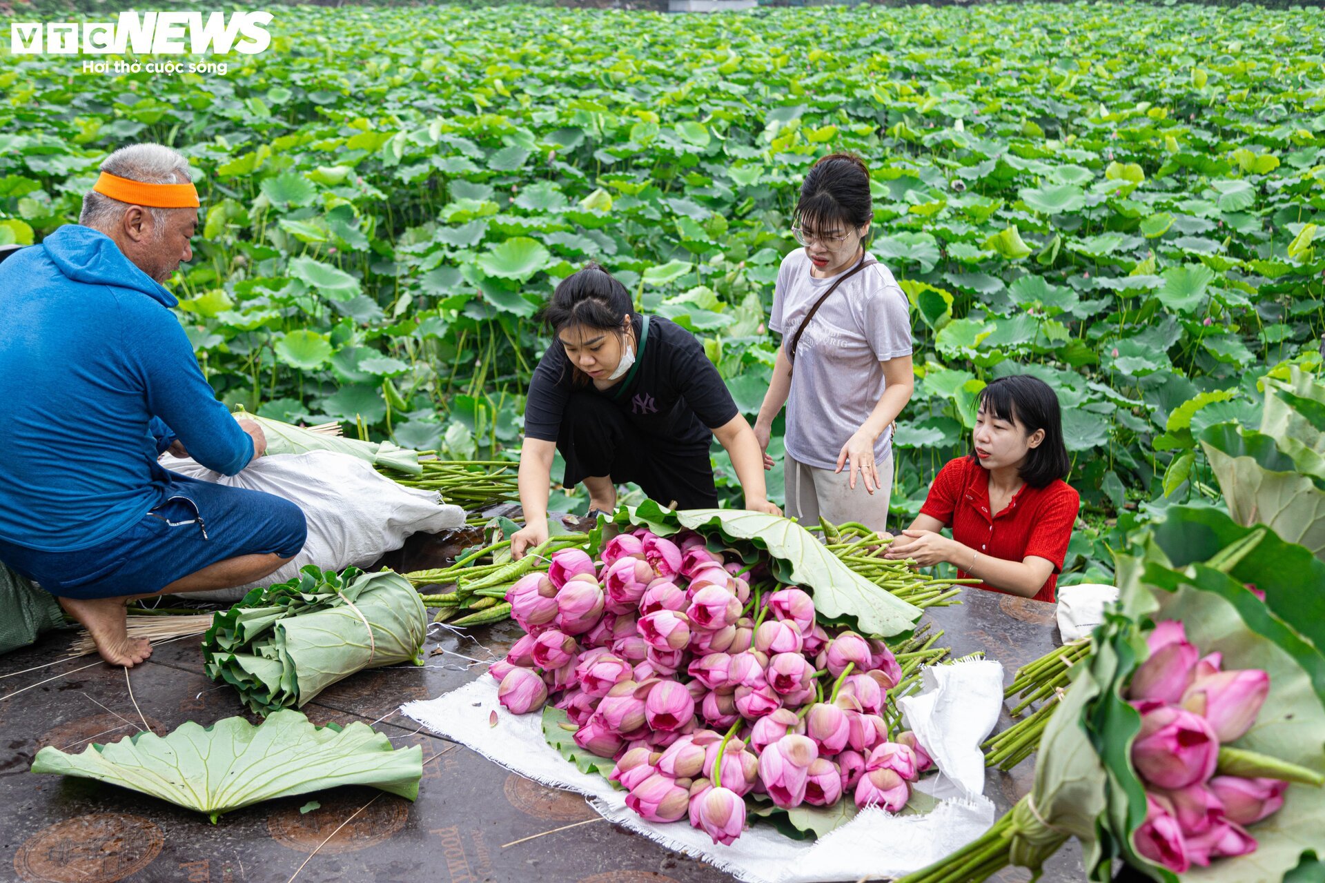 Người trồng sen hồ Tây tất bật thu hoạch, hái bao nhiêu cũng không đủ bán - Ảnh 13.