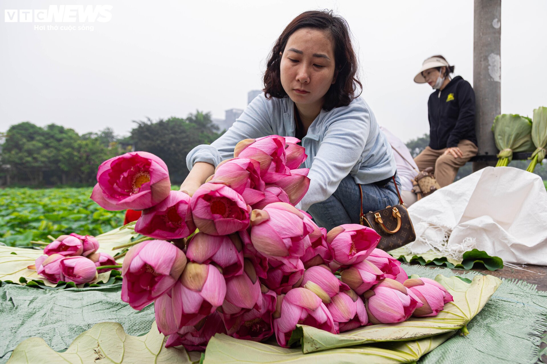 Người trồng sen hồ Tây tất bật thu hoạch, hái bao nhiêu cũng không đủ bán - Ảnh 12.