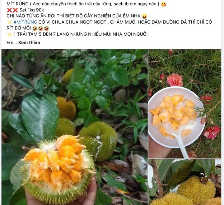 Khách săn lùng mít tí hon quả bằng nắm tay, có vị chua độc lạ - Ảnh 1. Khách săn lùng mít tí hon quả bằng nắm tay, có vị chua độc lạ - Ảnh 1.