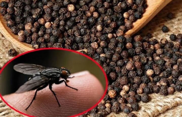 Treo một túi nước ở cửa sổ có tác dụng gì? - Ảnh 2. Treo một túi nước ở cửa sổ có tác dụng gì? - Ảnh 2.