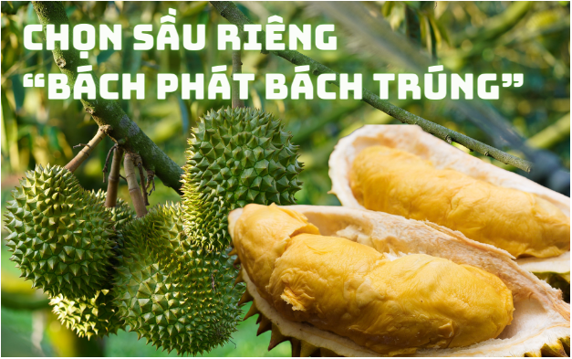 Mẹo lựa sầu riêng ngon đúng chuẩn nhà vườn bách phát bách trúng - Ảnh 1.