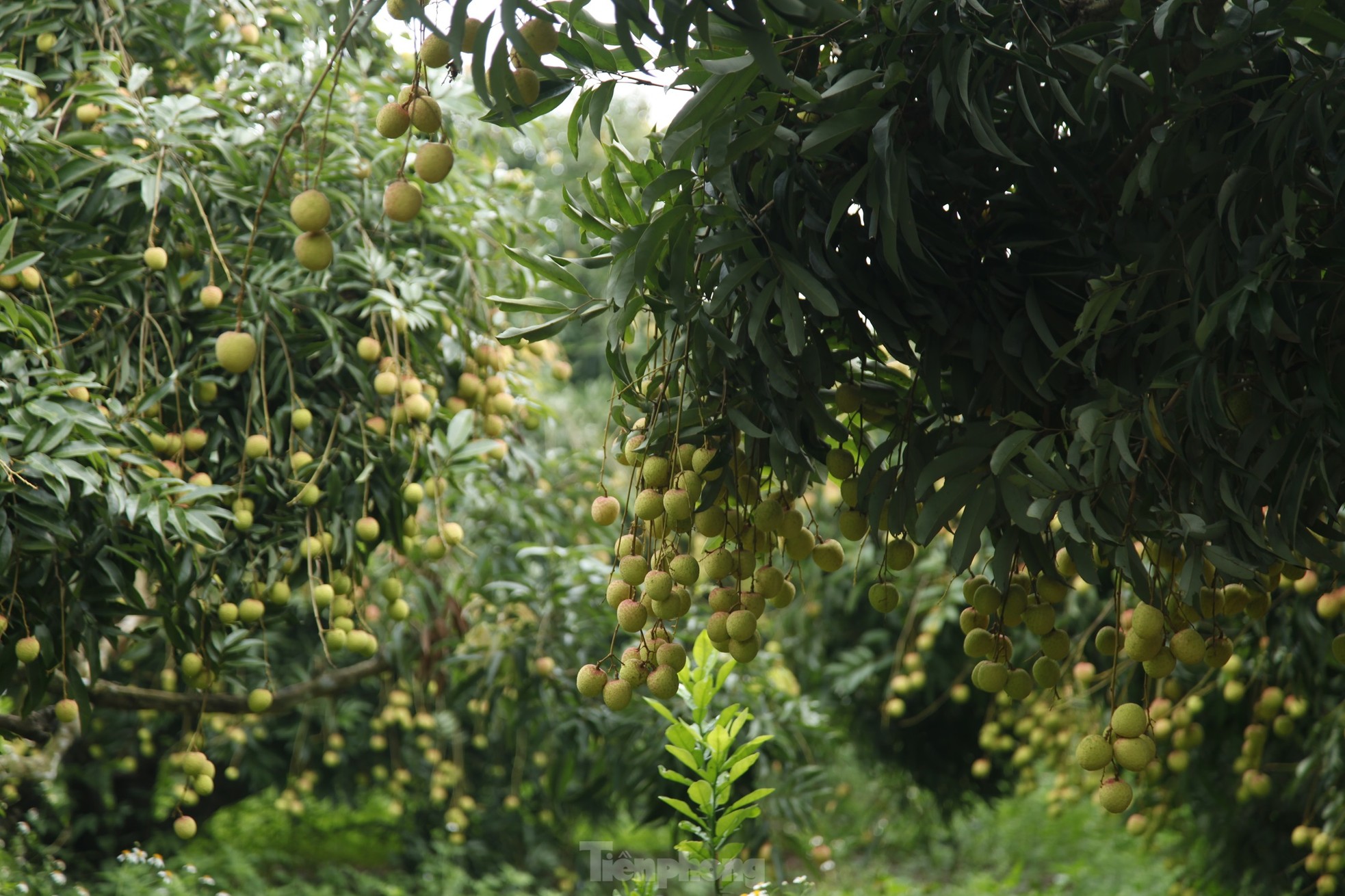 Hiếm hoi vườn vải thiều trĩu quả trong năm Bắc Giang mất mùa - Ảnh 8.