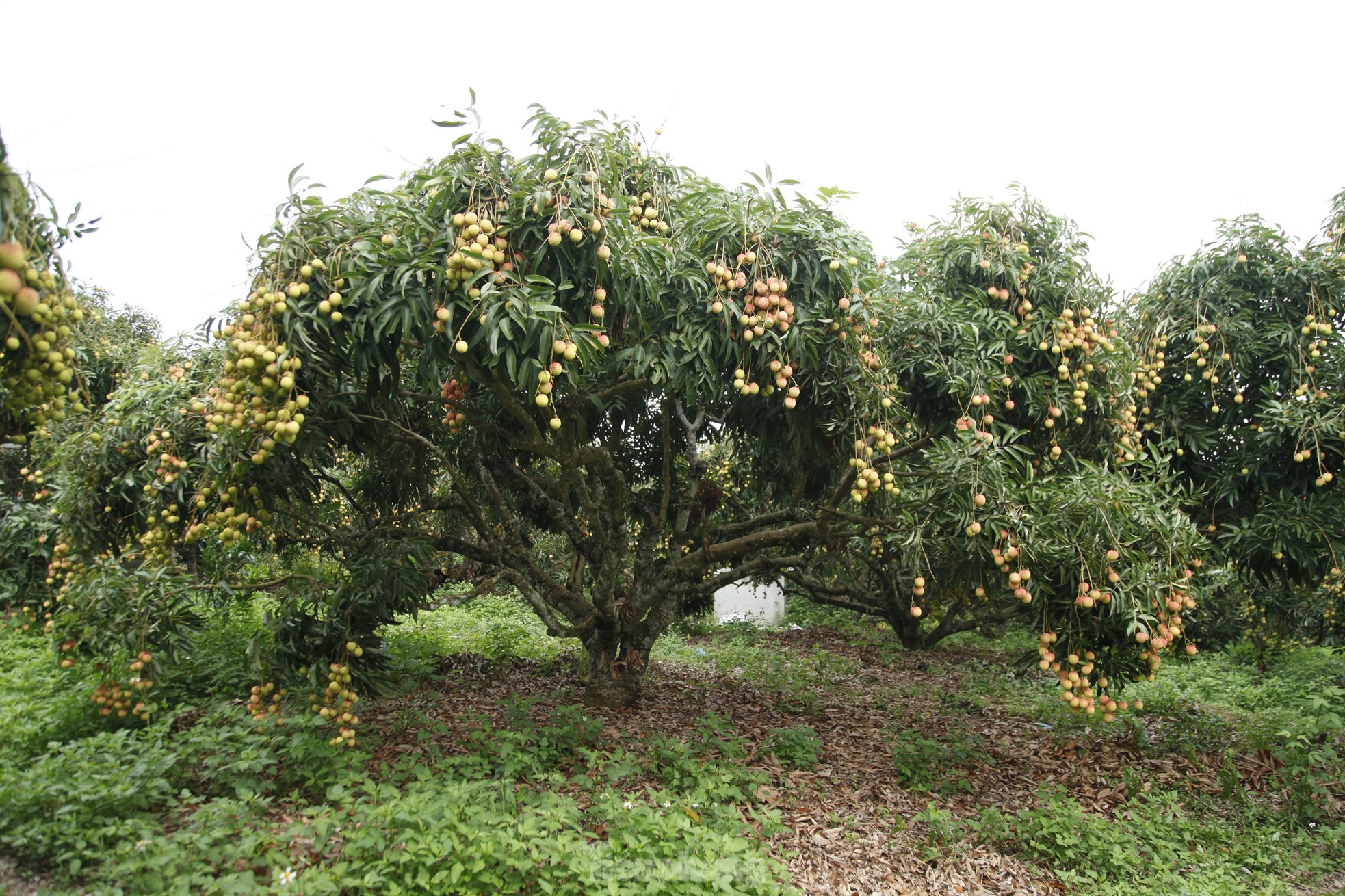 Hiếm hoi vườn vải thiều trĩu quả trong năm Bắc Giang mất mùa - Ảnh 10.
