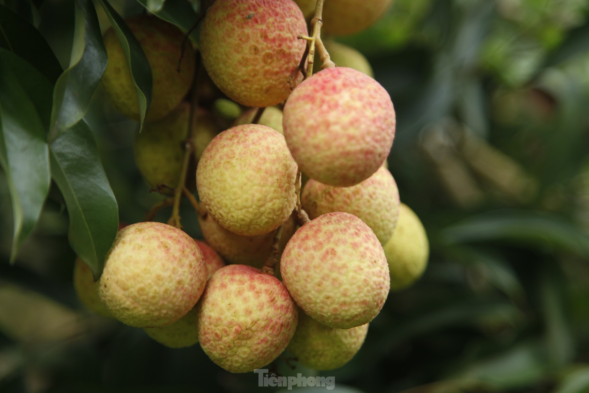 Hiếm hoi vườn vải thiều trĩu quả trong năm Bắc Giang mất mùa - Ảnh 5.
