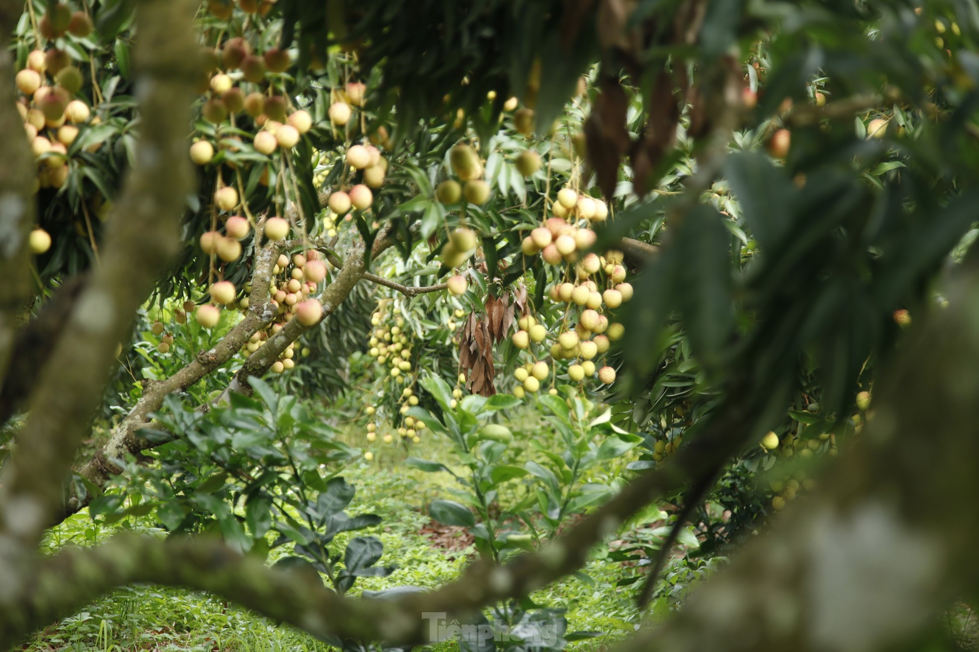 Hiếm hoi vườn vải thiều trĩu quả trong năm Bắc Giang mất mùa - Ảnh 6.