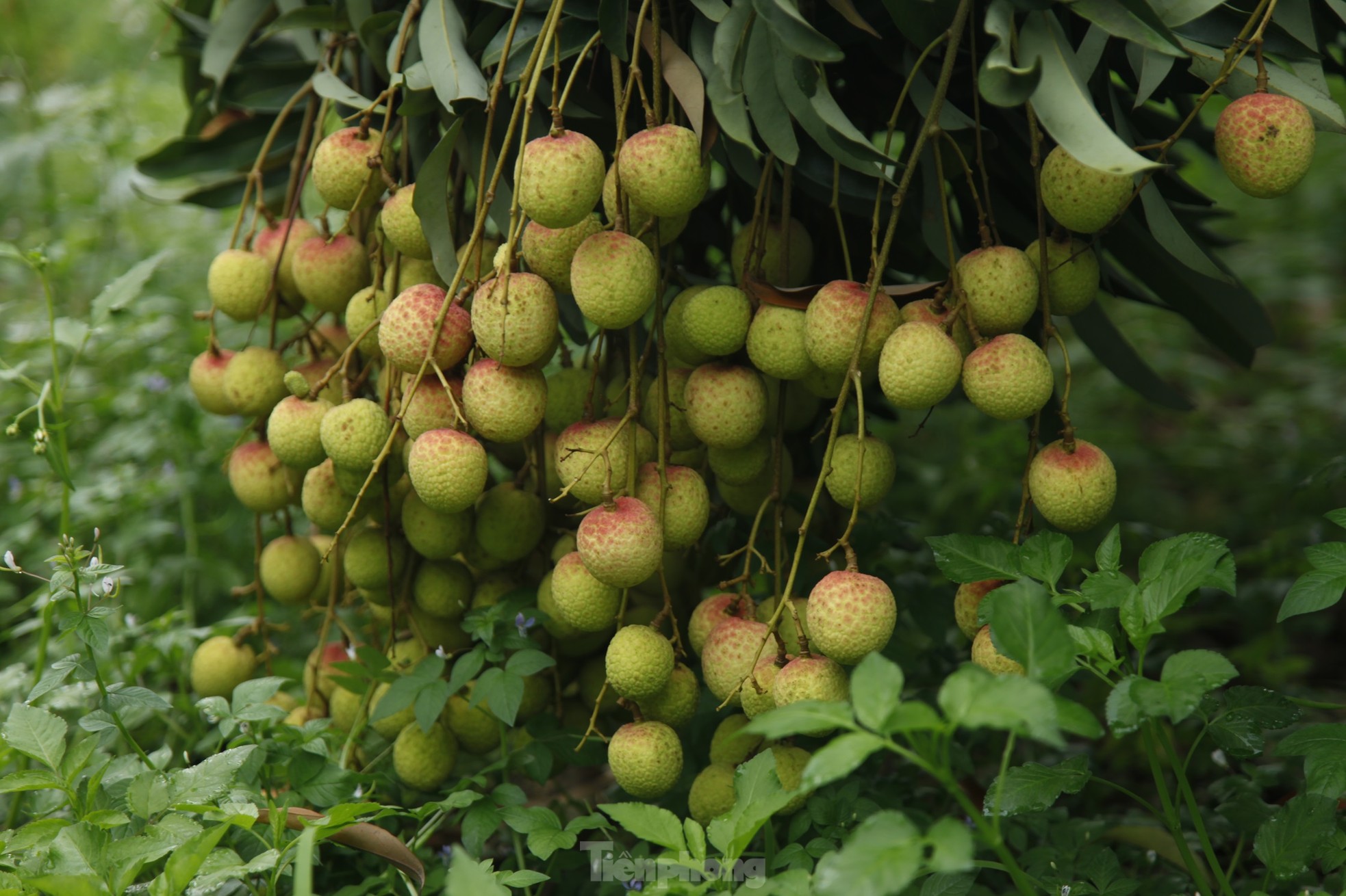 Hiếm hoi vườn vải thiều trĩu quả trong năm Bắc Giang mất mùa - Ảnh 4.