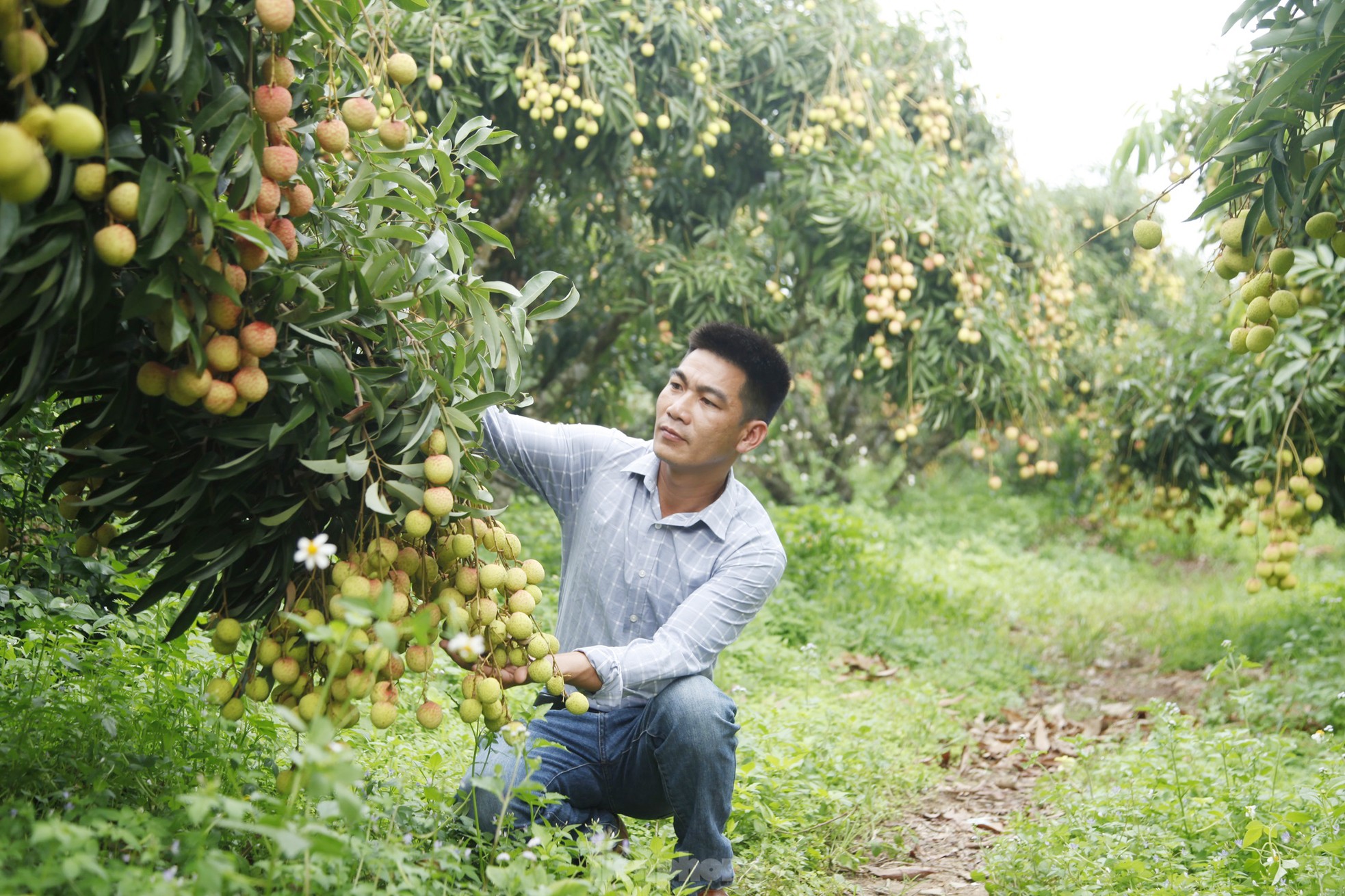 Hiếm hoi vườn vải thiều trĩu quả trong năm Bắc Giang mất mùa - Ảnh 3.