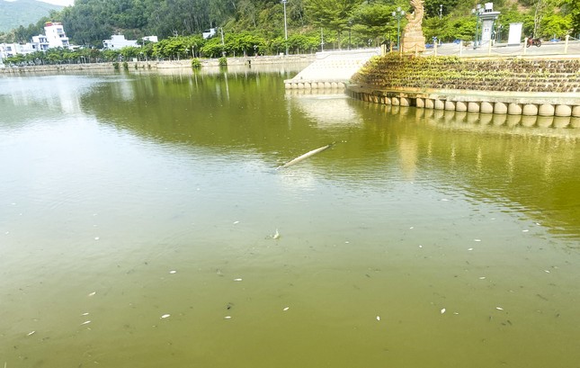 Cá trong hồ Bàu Sen ở Quy Nhơn bất ngờ chết hàng loạt - Ảnh 2.