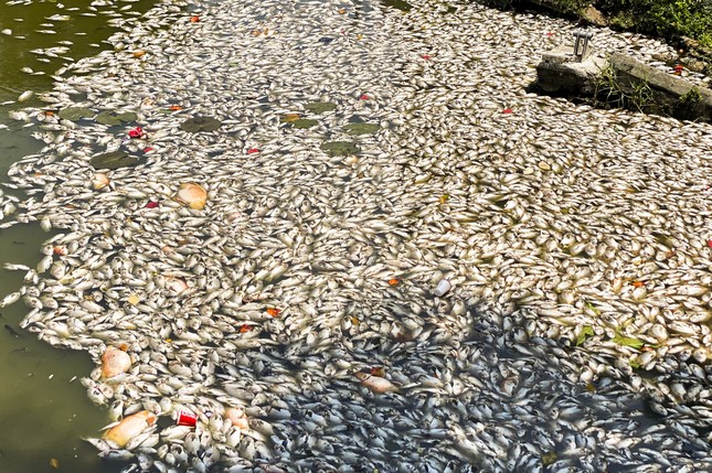 Cá trong hồ Bàu Sen ở Quy Nhơn bất ngờ chết hàng loạt - Ảnh 1.