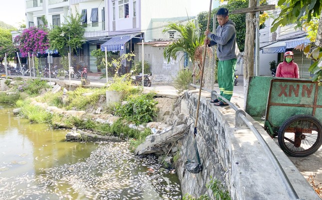 Cá trong hồ Bàu Sen ở Quy Nhơn bất ngờ chết hàng loạt - Ảnh 4.