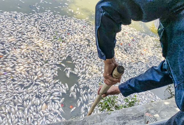 Cá trong hồ Bàu Sen ở Quy Nhơn bất ngờ chết hàng loạt - Ảnh 5.