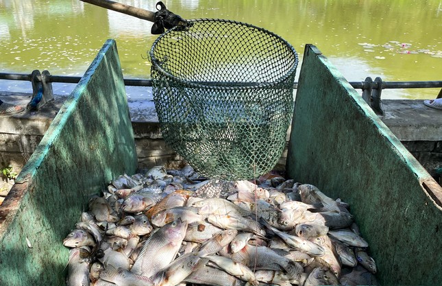 Cá trong hồ Bàu Sen ở Quy Nhơn bất ngờ chết hàng loạt - Ảnh 6.