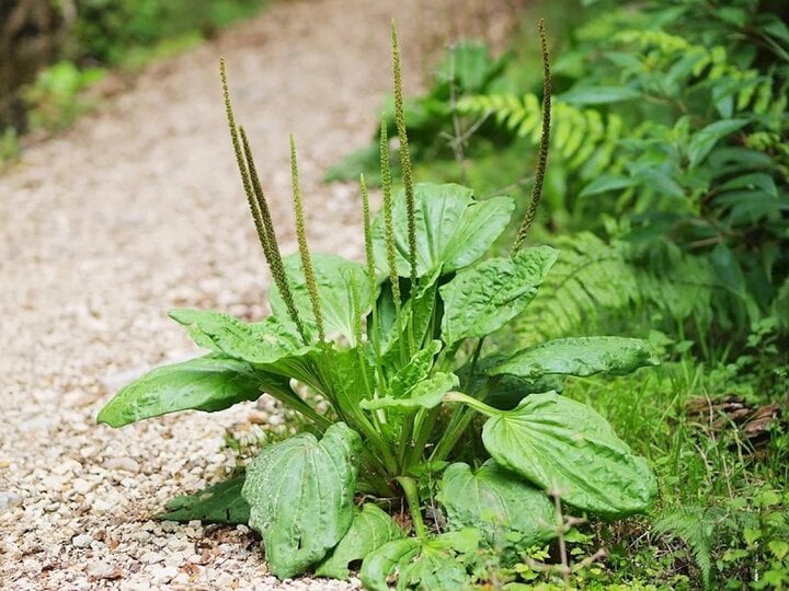 Loại rau dại không trồng, chẳng chăm mà mọc xanh tốt, bổ ngang sâm - Ảnh 2.