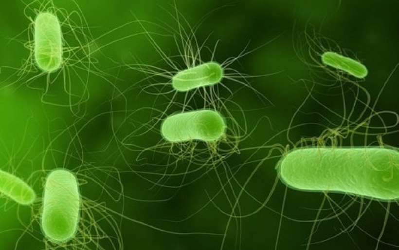 Triệu chứng thường gặp khi bị nhiễm khuẩn E.Coli