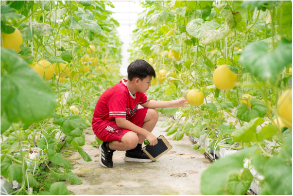  Hành trình nông sản sạch – những trải nghiệm thú vị cho học sinh tiểu học  - Ảnh 5.