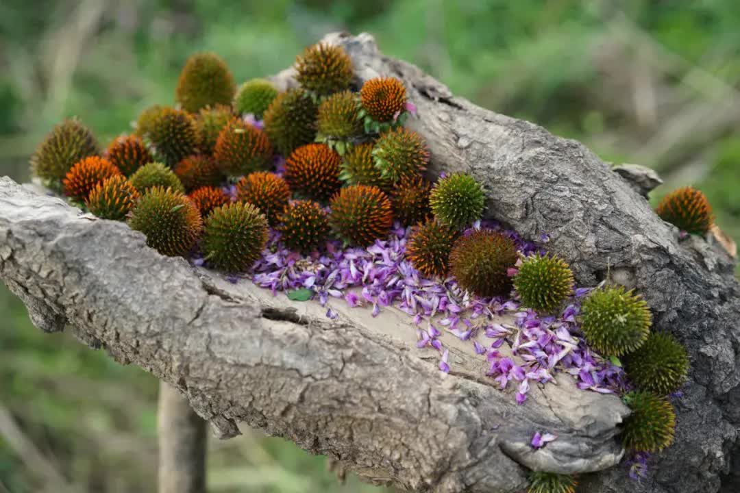 Làng hưu trí dành cho phụ nữ ở ngoại ô: Mọi người đều có thể tự nuôi sống bản thân- Ảnh 9.