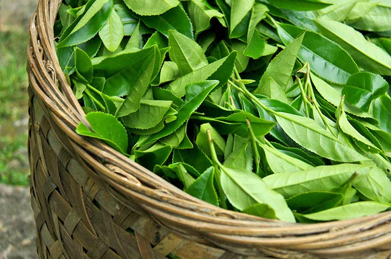 Việt Nam có sẵn 1 loại lá phơi khô, uống mỗi ngày giúp cả mùa hè mát rượi- Ảnh 1.