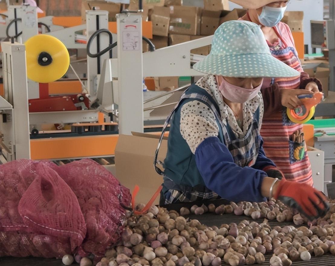 &quot;Tại sao tỏi đặt ở siêu thị lâu ngày không sao nhưng mua về nhà lại nảy mầm ồ ạt sau vài hôm?&quot;: Hóa ra lý do là đây - Ảnh 3.