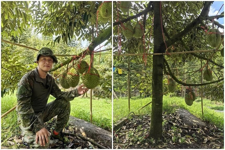 Trồng loại cây bán giá nào cũng lãi giống bầu Đức nhưng Trung Quốc vẫn chưa thành công: sản lượng ít, không vị, giá bán lại đắt đỏ - Ảnh 2.