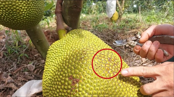 Mẹo chọn mít chín cây thơm nức, ngọt đậm - Ảnh 2. Mẹo chọn mít chín cây thơm nức, ngọt đậm - Ảnh 2.