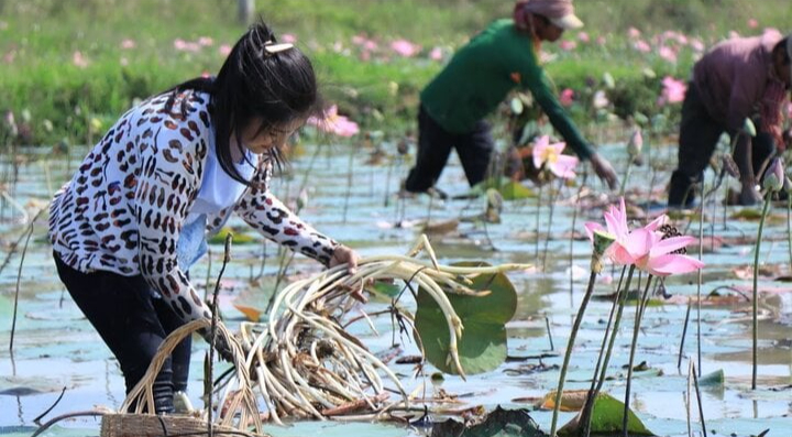 Ngó sen là bộ phận nào của cây sen? - Ảnh 1.