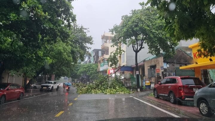 Bão số 2 đổ bộ Quảng Ninh - Hải Phòng: Mưa rất lớn, nhiều cây gãy đổ - Ảnh 2.