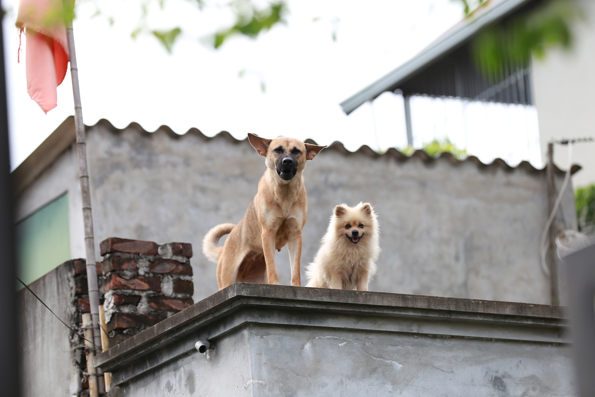 Hà Nội: Ngôi làng bị nước bủa vây như &quot;ốc đảo&quot;, người dân đổ xô đến tập bơi- Ảnh 7.