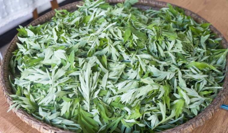 Ngâm chân lá ngải cứu có tác dụng gì?