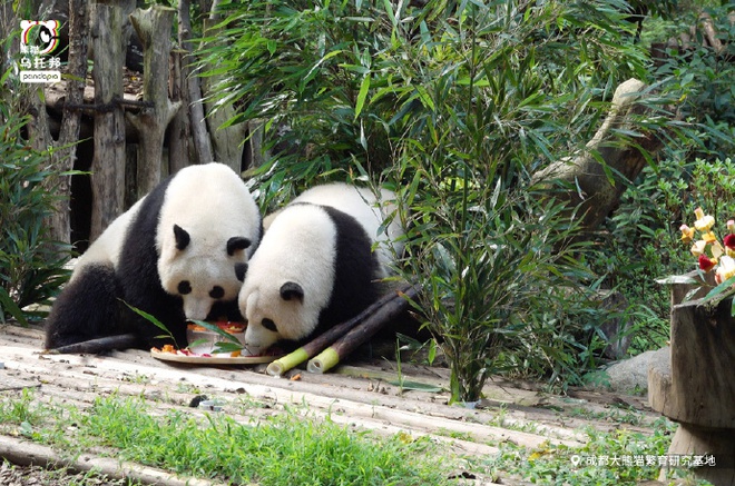 Sinh nhật 3 &quot;đỉnh lưu&quot; giới gấu trúc: Hàng ngàn fan xếp hàng xuyên đêm để chúc mừng, quảng cáo mừng sinh nhật không kém sao hạng A - Ảnh 7.