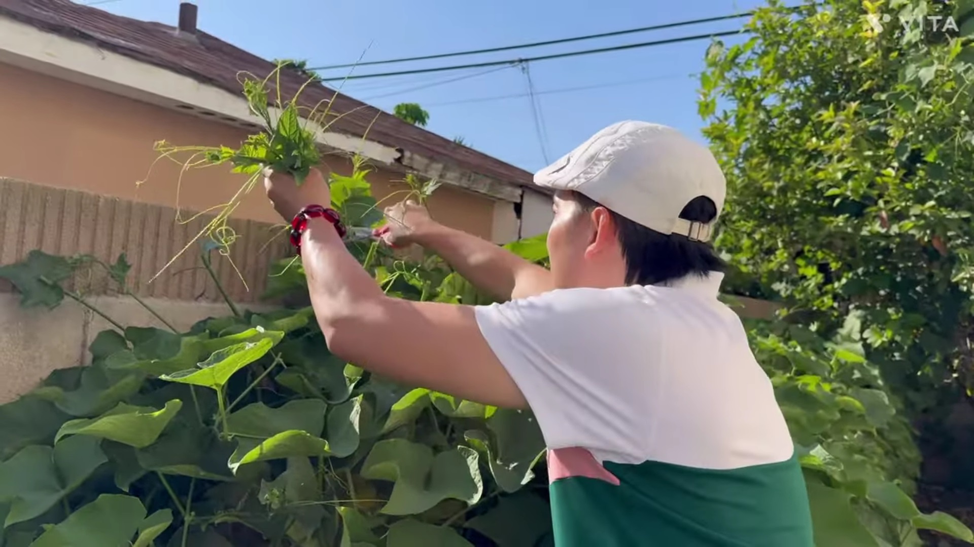 Một nam NSƯT tại Mỹ tự tay hái rau trong nhà ăn: &quot;Làm ăn buôn bán khó khăn nên phải ăn chực&quot; - Ảnh 1.