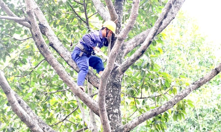 TP.HCM dùng flycam kiểm tra cây xanh sau vụ 5 người thương vong ở công viên - Ảnh 1.