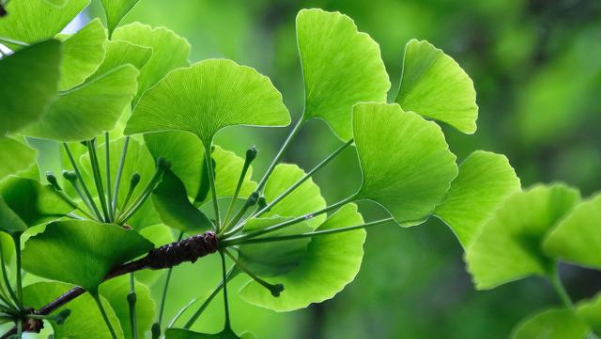 Ginkgo biloba phospholipid - Ứng dụng công nghệ Phytosome gia tăng trí nhớ và sự tập trung hiệu quả - Ảnh 2.