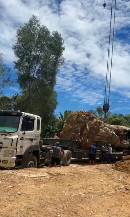 “Đại gia đồng nát” tậu một loại cây nặng 31 tấn, hình thù kỳ lạ đặt trước nhà: Giá tiền và công dụng gây sốc- Ảnh 3.