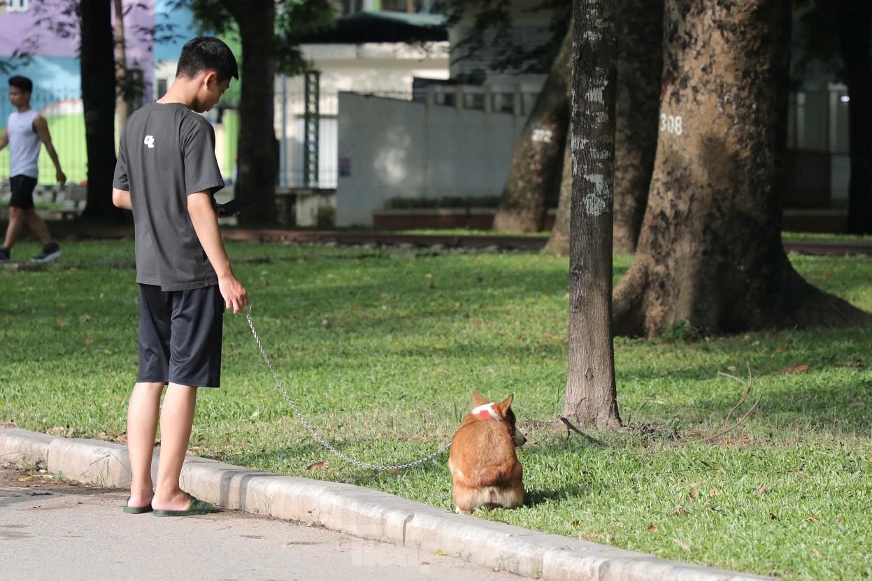 Bệnh dại phức tạp, chó không rọ mõm nhan nhản dạo chơi, tập săn mồi trong công viên - Ảnh 3.