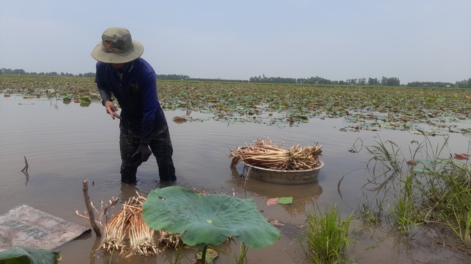 Người ướt thì mới có tiền, dân miền Tây bật mí việc cứ 2 ngày lại kiếm được tiền triệu - Ảnh 1.