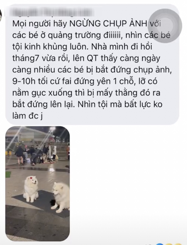 Vụ chó dịch vụ chụp ảnh ở Đà Lạt bị 