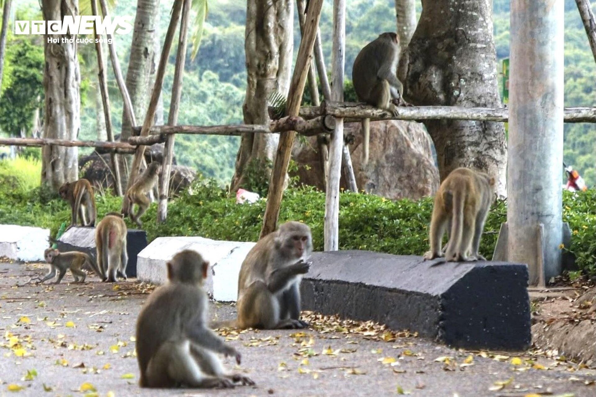 Đàn khỉ trên núi Sơn Trà tràn xuống đường giật đồ ăn, tấn công du khách - Ảnh 2.