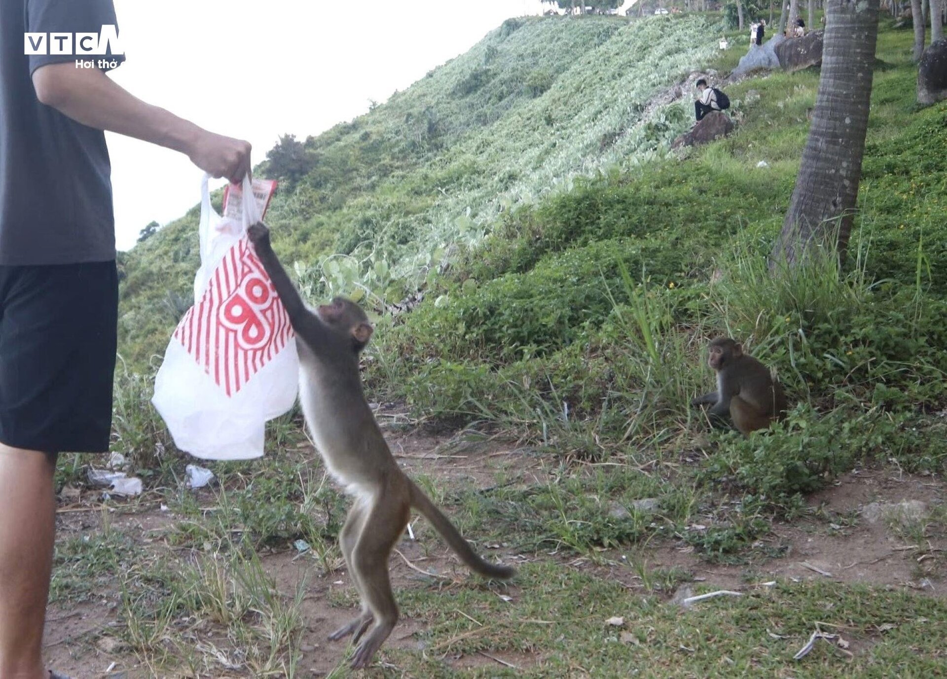 Đàn khỉ trên núi Sơn Trà tràn xuống đường giật đồ ăn, tấn công du khách - Ảnh 3.