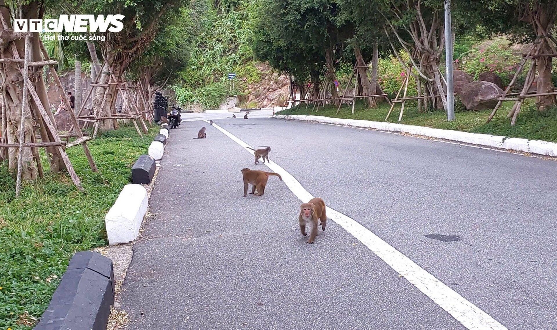 Đàn khỉ trên núi Sơn Trà tràn xuống đường giật đồ ăn, tấn công du khách - Ảnh 7.